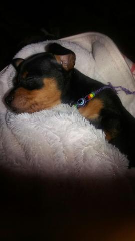 Vendo uma cachorrinha pinscher