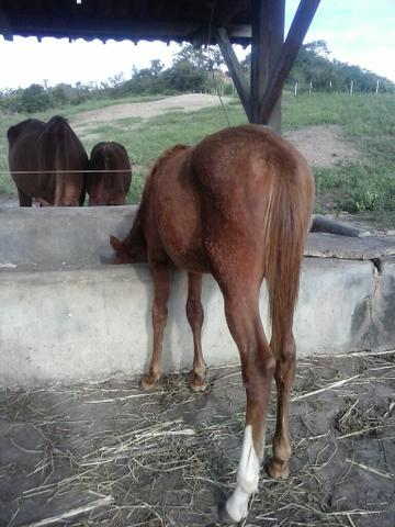 Vendo uma potra filha do curinga roxo fala no 79.