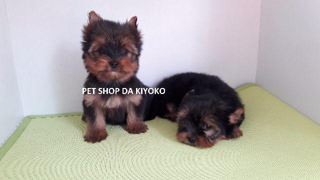 Yorkshire Terrier machos disponíveis