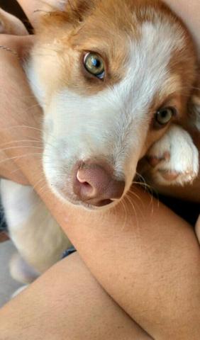 Border Collie Fêmea