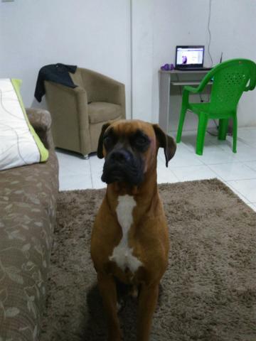 Cachorro raça boxe