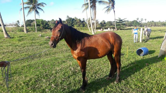 Cavalo mangalarga