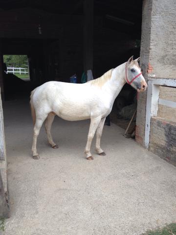 Cavalo marcha picada