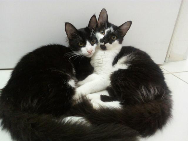 Doa - se dois gatos machos com 6 meses