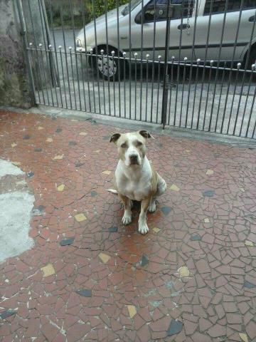 Doaçao de uma cachorra pitt