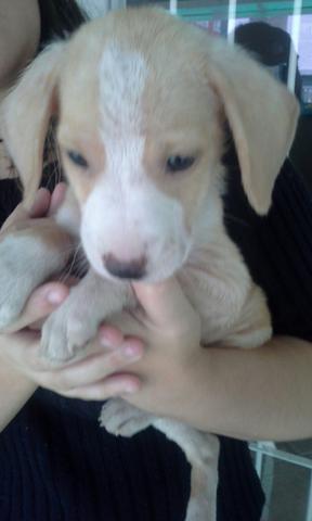 Doaçao de uma linda cachorrinha