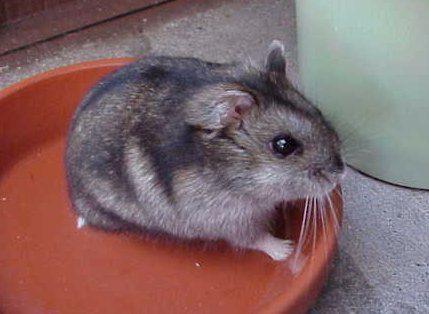Hamster Anão Russo