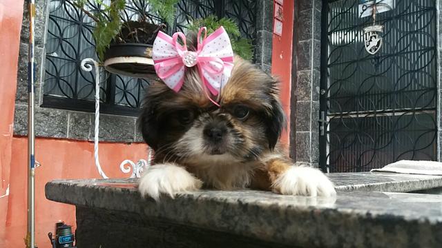 Imperdível Fêmea Shihtzu! Aceito cartão