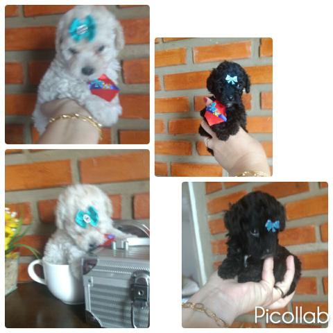 Lindos Poodle fêmea e macho