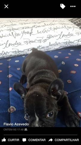 Machinho preto buldogue francês