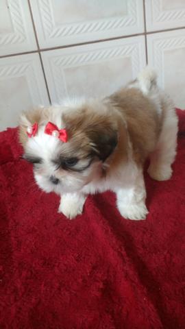 Shi Tzu fêmea micro tricolor entregamos hoje
