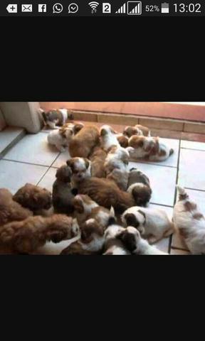 Shih tzu fem imperdivel