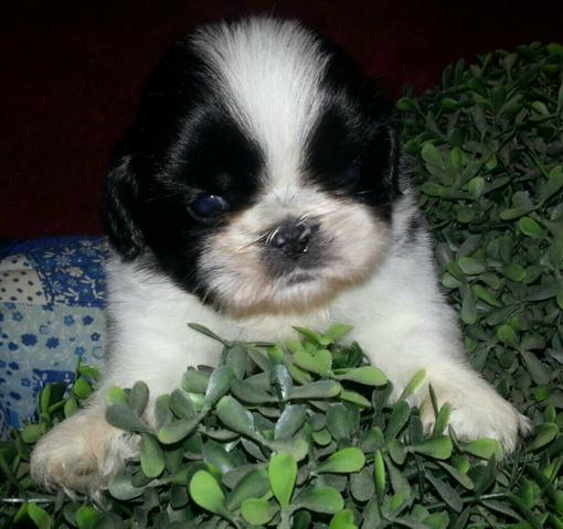 Shih tzu machinho