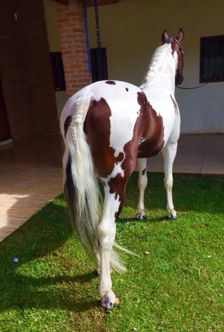 Venda de cobertura Mangalarga