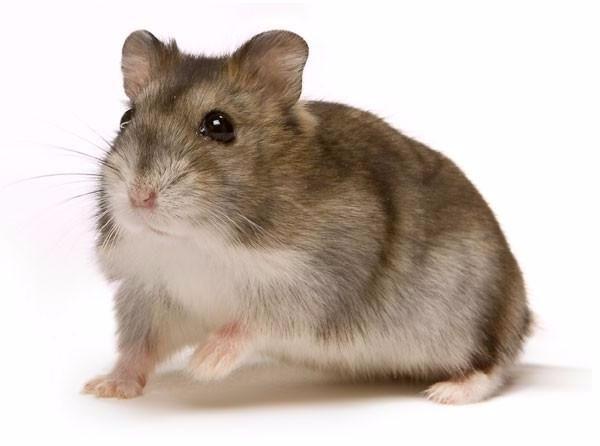 Vende-se Hamster Anão Russo