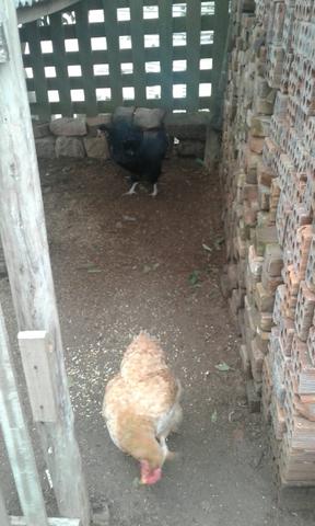 Vendo duas galinhas