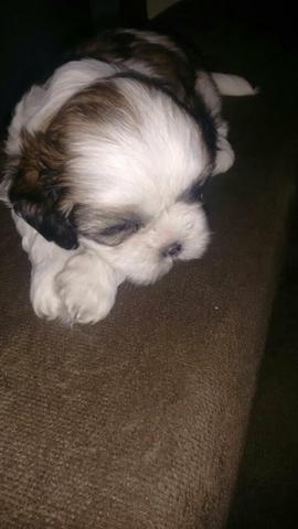 Vendo shih tzu fêmea