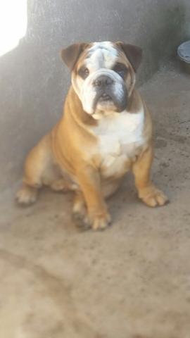 Bulldog inglês raro