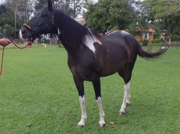 Cavalo Mangalarga Marchador Pampa - Adulto