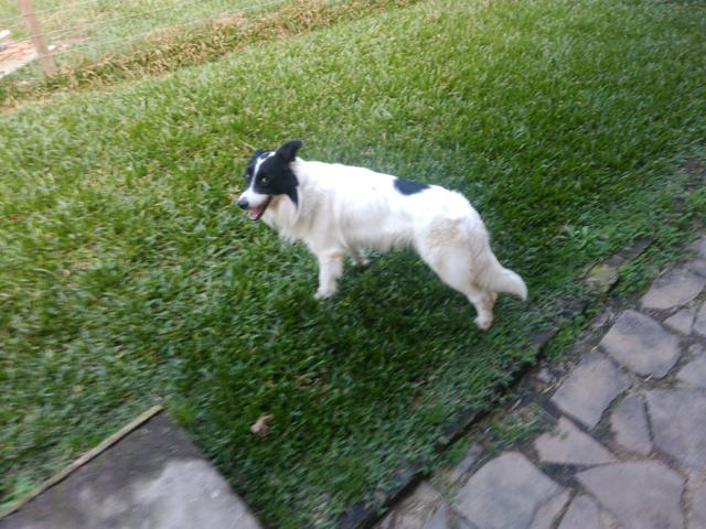 DOAÇÃO Border Collie