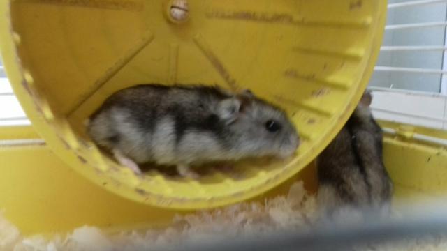 Hamster anão russo chines