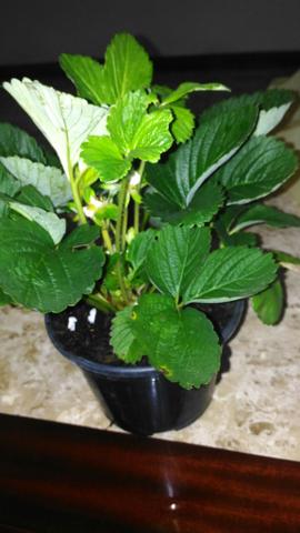 Lindas mudas de morango orgânico ja produzindo