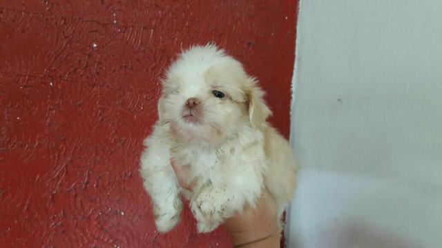 Machinho Shihtzu Mini! Aceito cartão