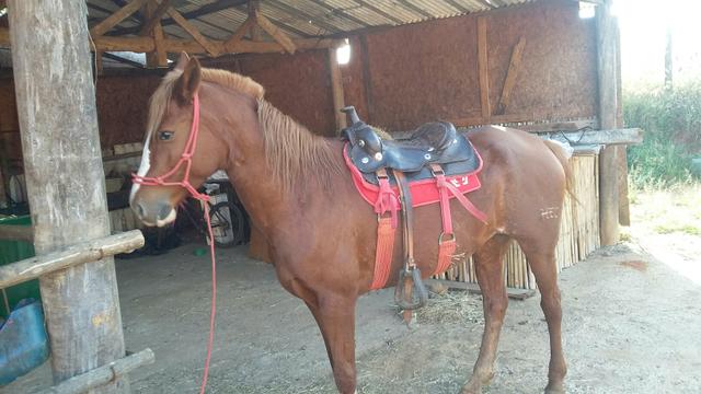 Manga larga Paulista