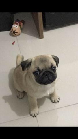 Pug Fêmea mini