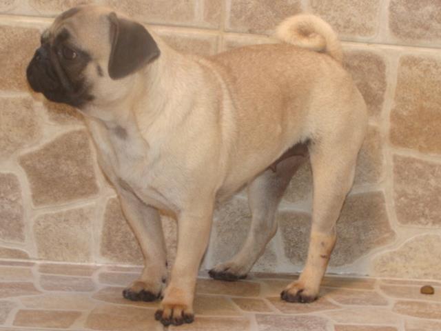 Pug fêmea adulta