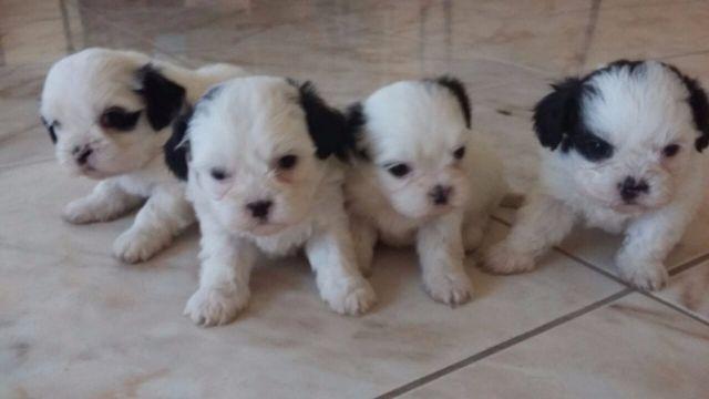 Shih Tzu