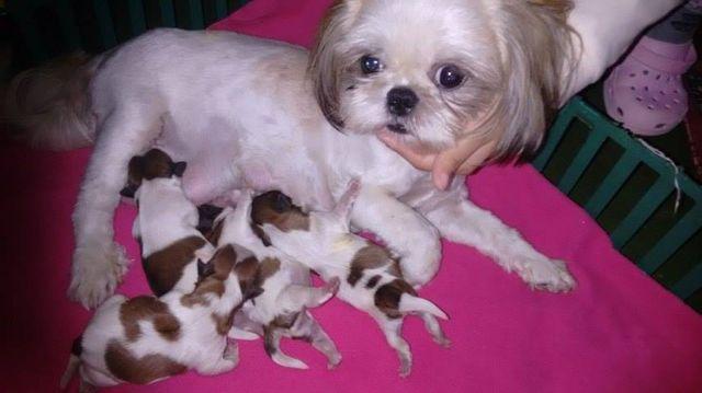 Shih Tzu femea para reserva  em 12x