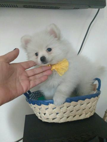 Spitz alemão anão a combinar