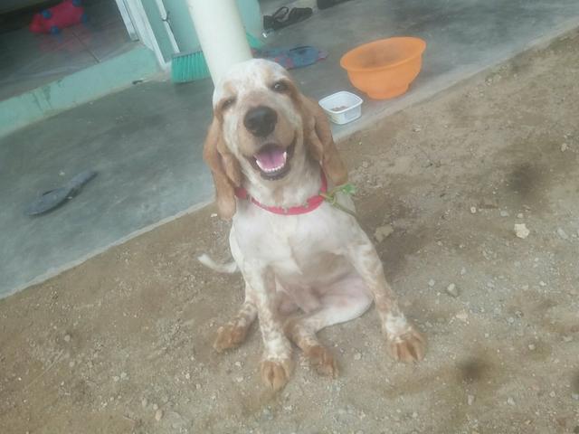 Vende-se um cachorro