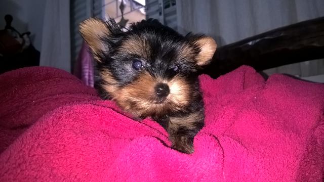 Yorks fêmeas maravilhosas