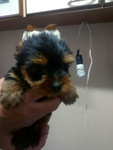 Yorkshire Mini Fêmeas e Macho