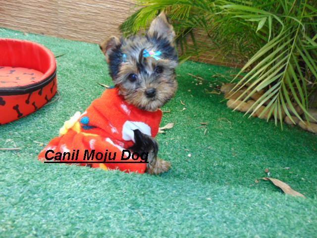 Yorkshire femea pedigree vacina 12x