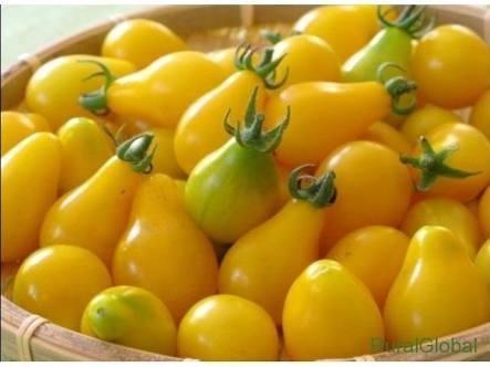 20 sementes tomate pera