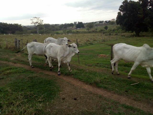 4 garrotes  cadanelore mocho