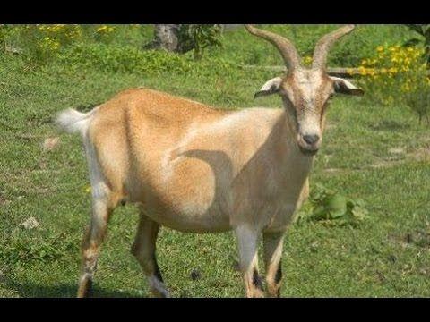 Bode novo e bem tratado