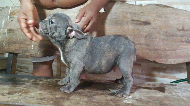 Bulldog exotico femea