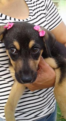 Cachorrnha linda para adoção