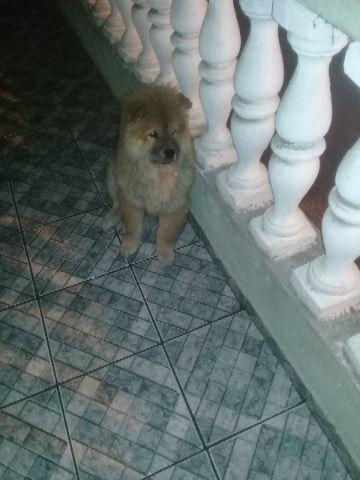 Chow-chow