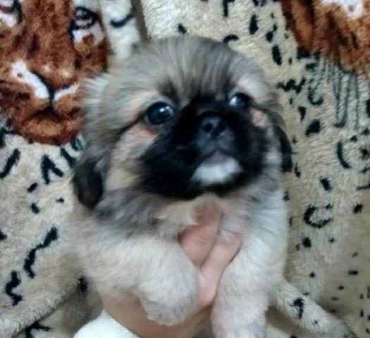 Fêmea da raça pequines