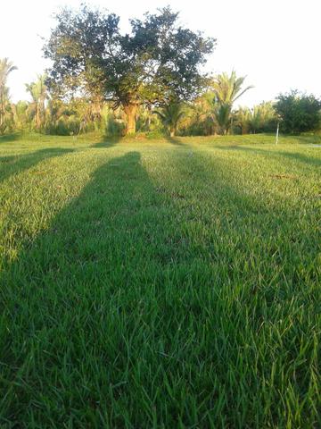 Grama esmeralda de qualidade