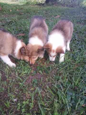 Pastor de Shetland (Sheltie)