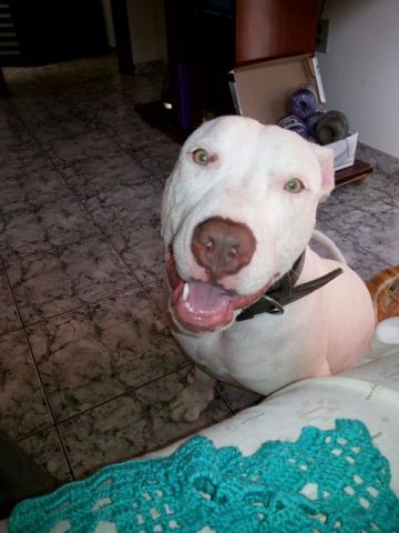 Pitbull com pedigree