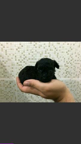 Poodle micro toy macho é fêmea
