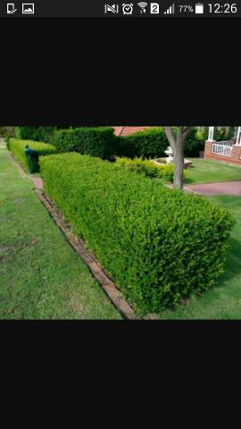 Precisou plantar grama ou roçar gramados.