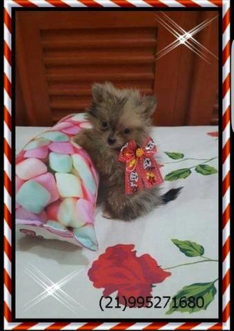 Spitz Alemão Anão Fêmea Legítima